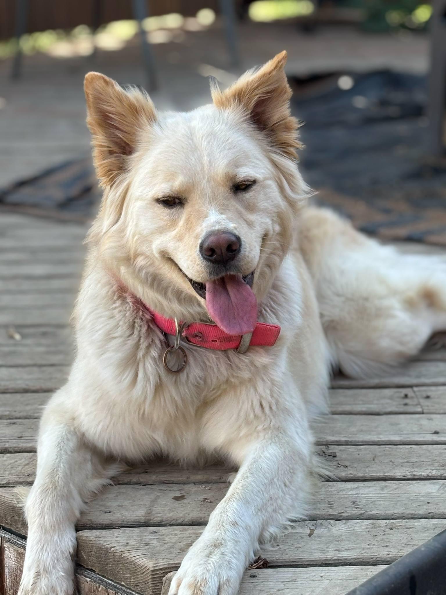 Hazy ((COURTESY POST)), a ADOPTABLE mixed breed in Lewiston, ID image 3/5