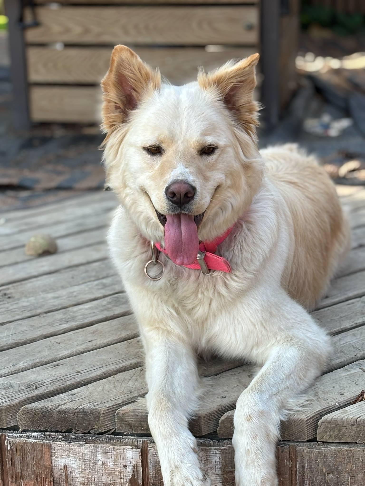 Hazy ((COURTESY POST)), a ADOPTABLE mixed breed in Lewiston, ID image 2/5