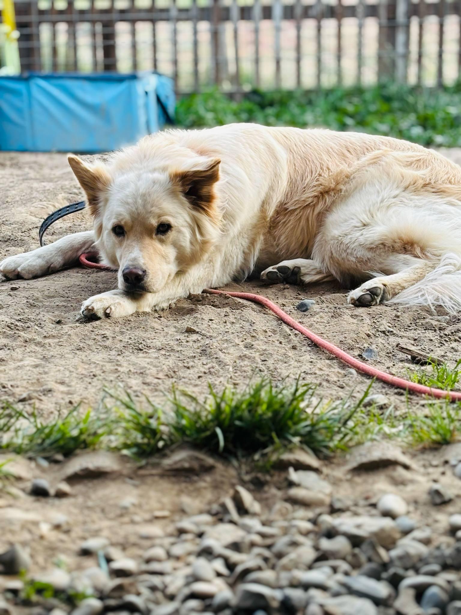 Hazy ((COURTESY POST)), a ADOPTABLE mixed breed in Lewiston, ID image 5/5
