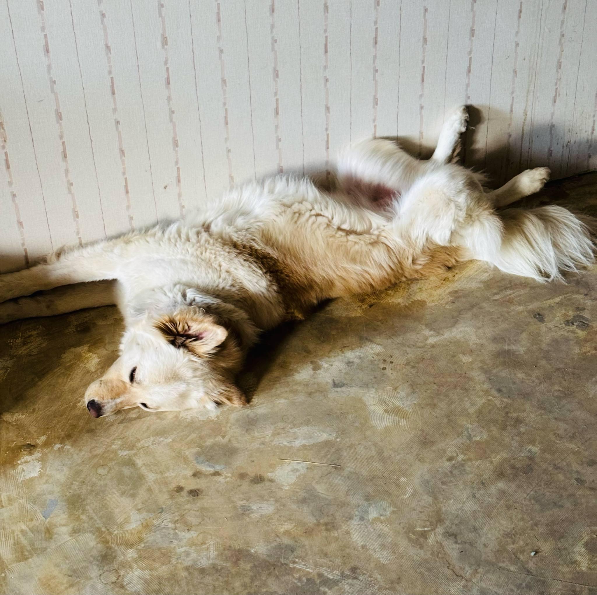 Hazy ((COURTESY POST)), a ADOPTABLE mixed breed in Lewiston, ID image 4/5