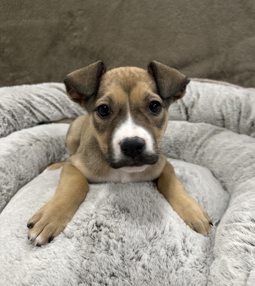 Baklava, Adoptable, Puppy Female Pit Bull Terrier.