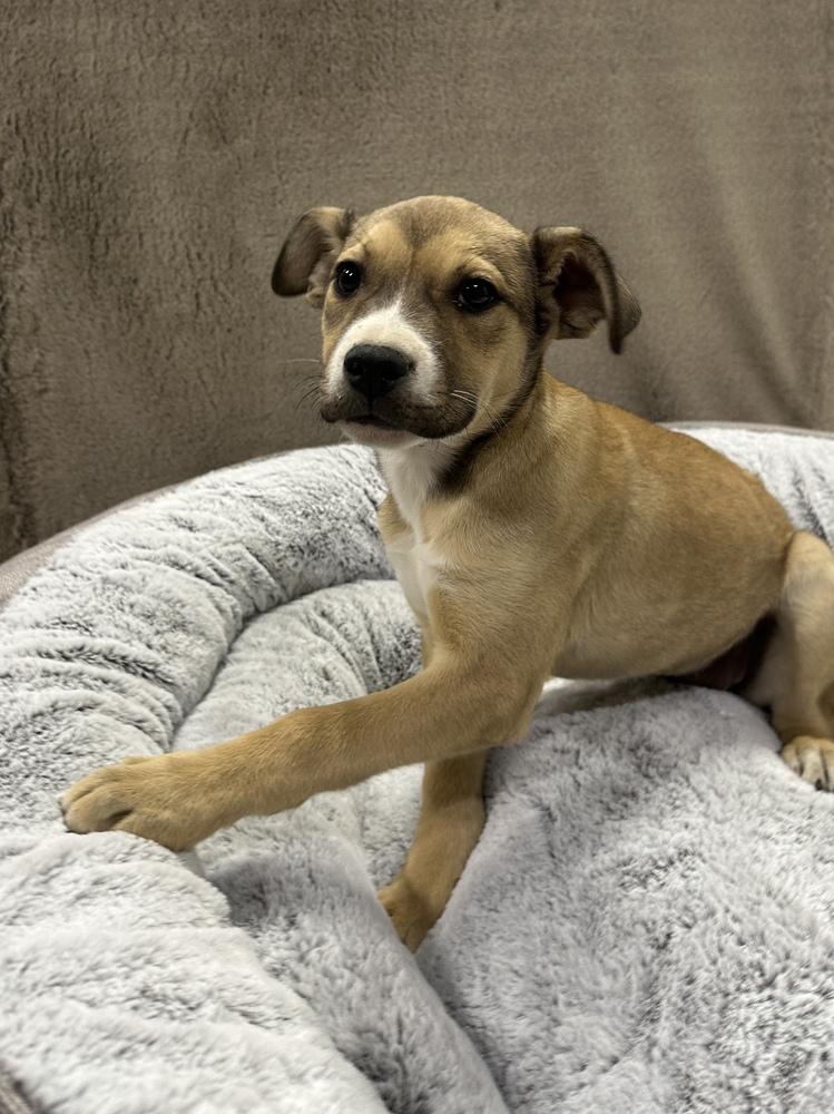Enlarge Baklava, a Adoptable mixed breed in Sedalia, CO image 3/6