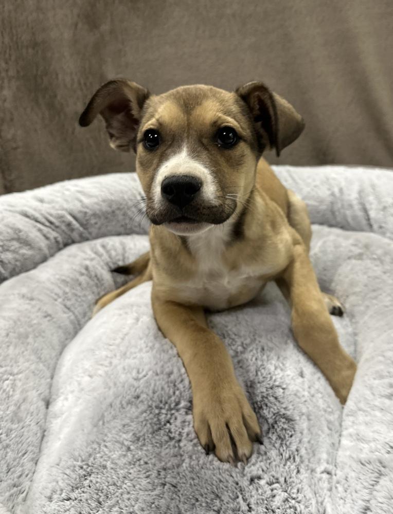 Enlarge Baklava, a Adoptable mixed breed in Sedalia, CO image 5/6
