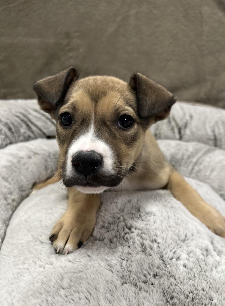 Enlarge Baklava, a Adoptable mixed breed in Sedalia, CO image 5/6