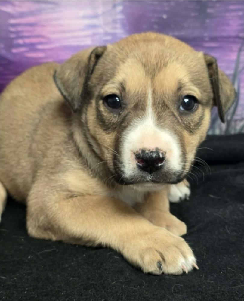 Enlarge Baklava, a Adoptable mixed breed in Sedalia, CO image 6/6