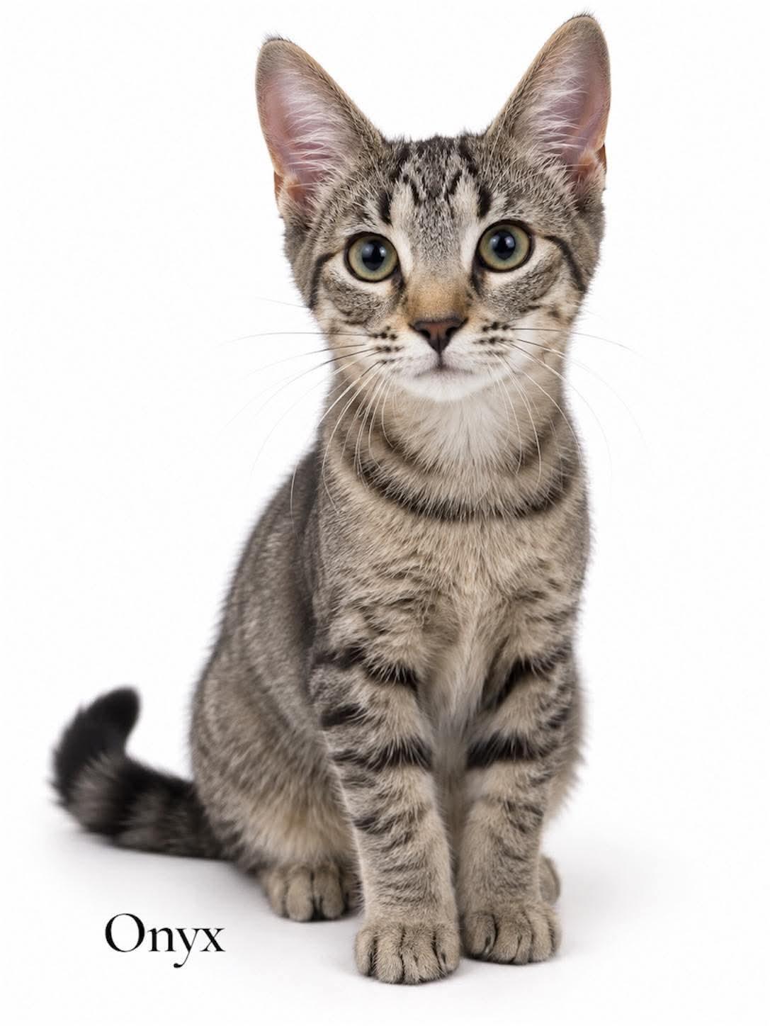Onyx, Adoptable, Kitten Female Domestic Short Hair.