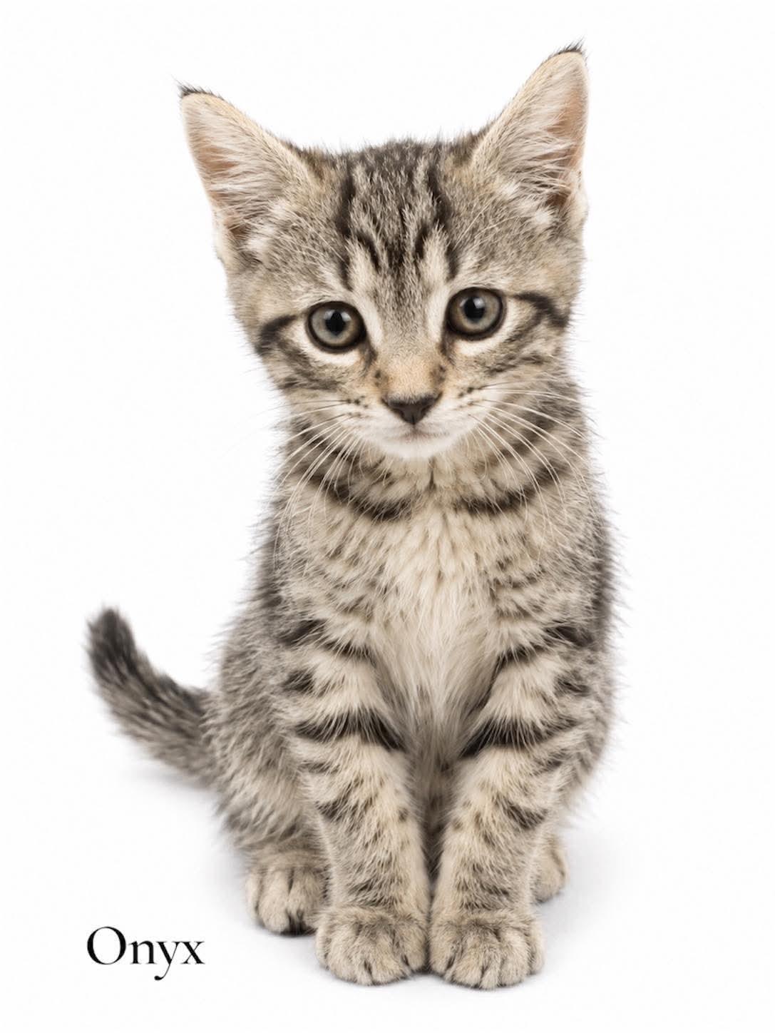 Onyx, ADOPTABLE, Kitten Female Domestic Short Hair.