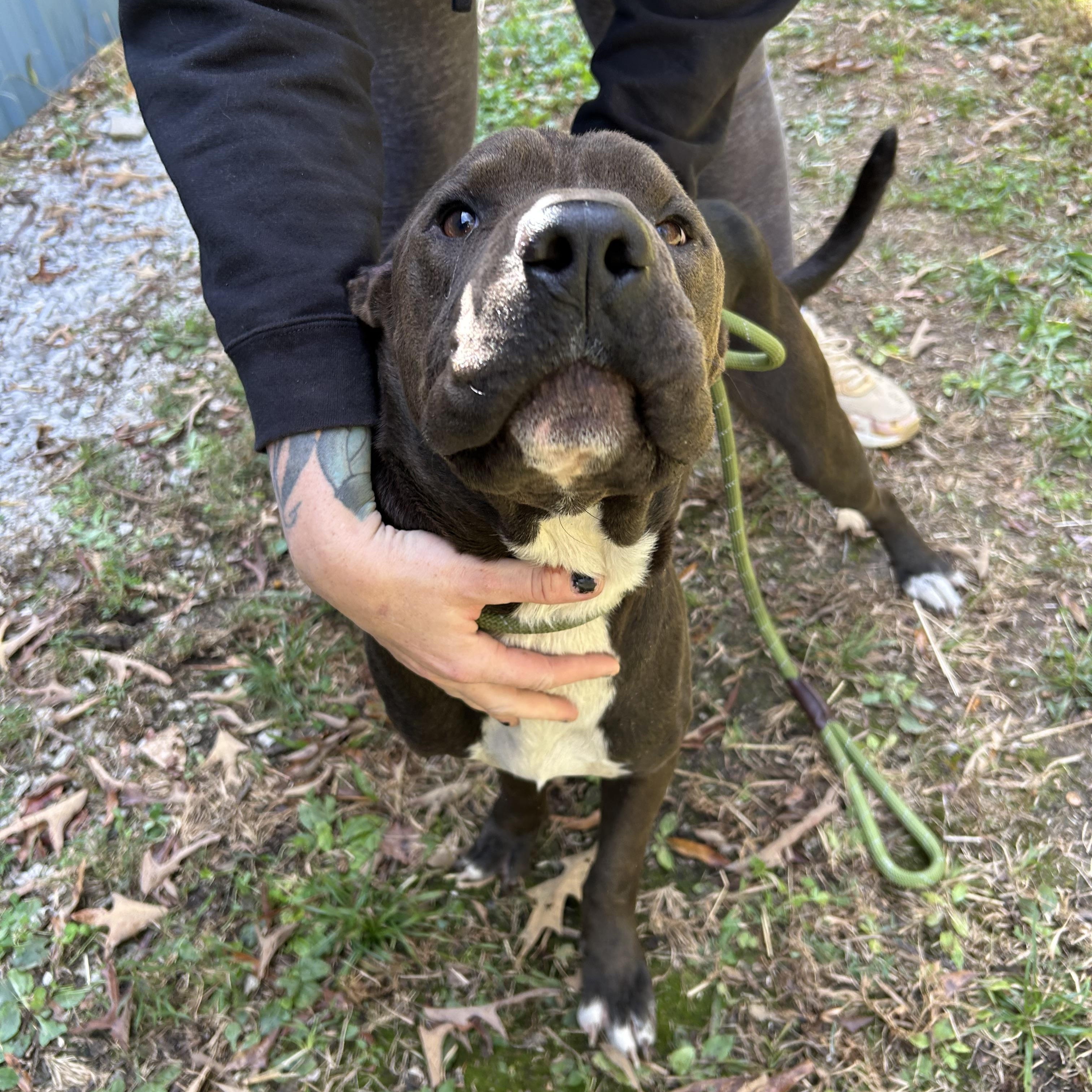 Boscoe, Adoptable, Adult Male Shar-Pei.