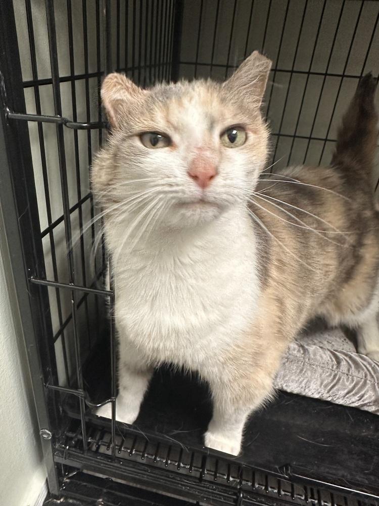 Enlarge Della, a Adoptable mixed breed in Greensburg, PA image 1/2