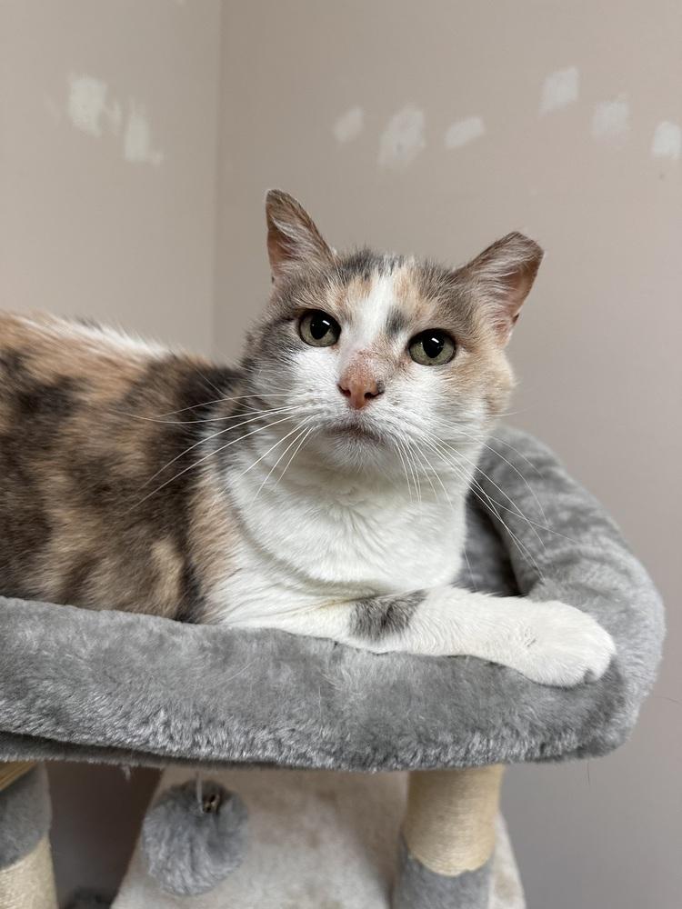 Enlarge Della, a Adoptable mixed breed in Greensburg, PA image 2/2