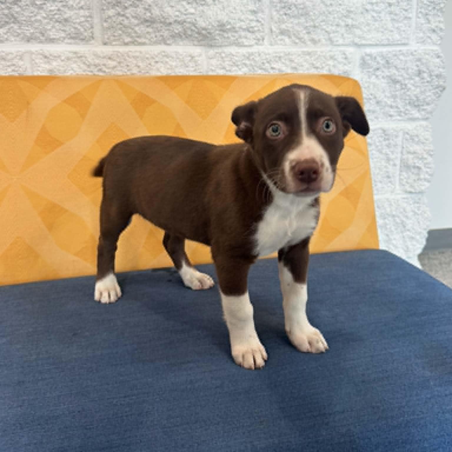 Enlarge Serena, a ADOPTABLE mixed breed in Danbury, CT image 3/5