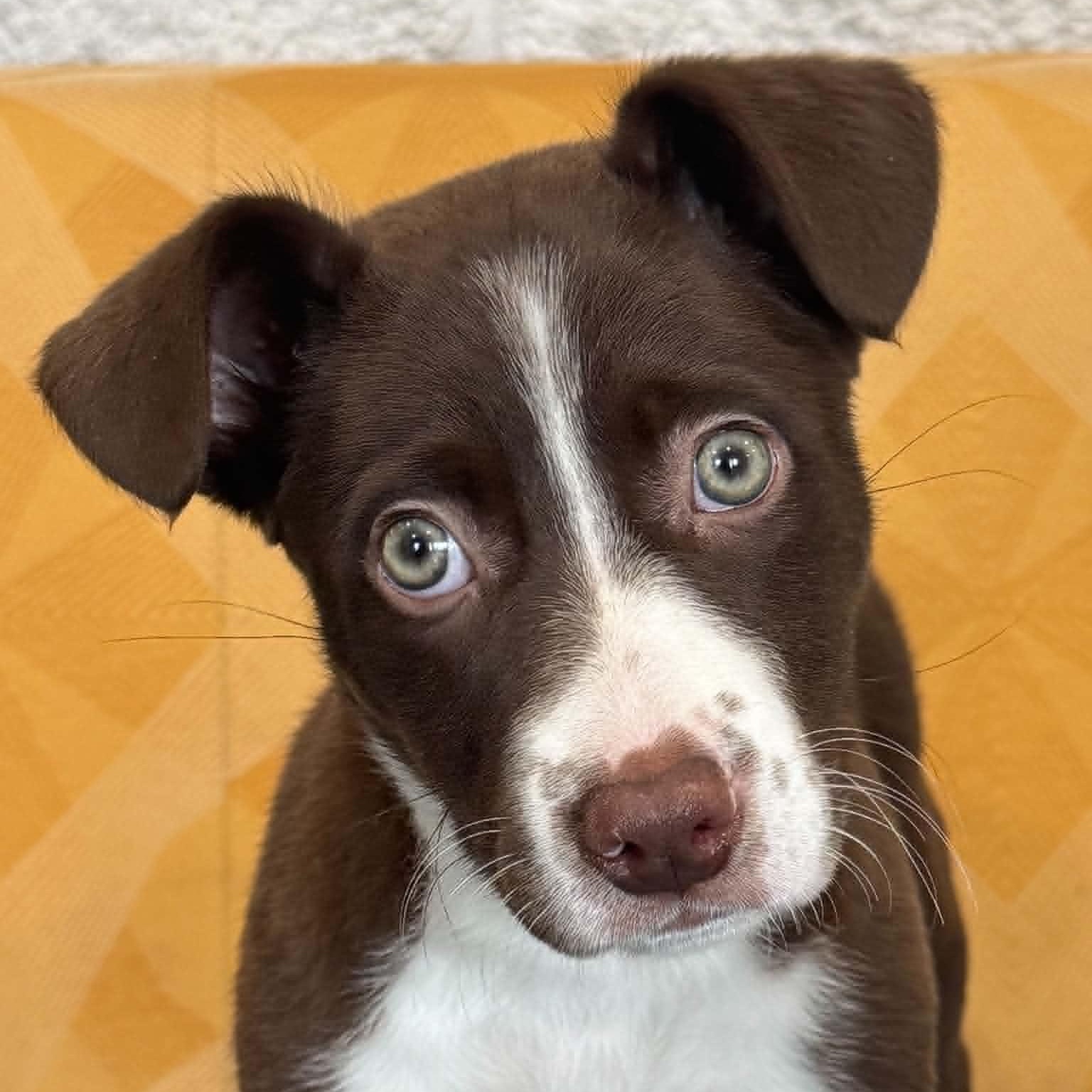 Enlarge Serena, a ADOPTABLE mixed breed in Danbury, CT image 2/5