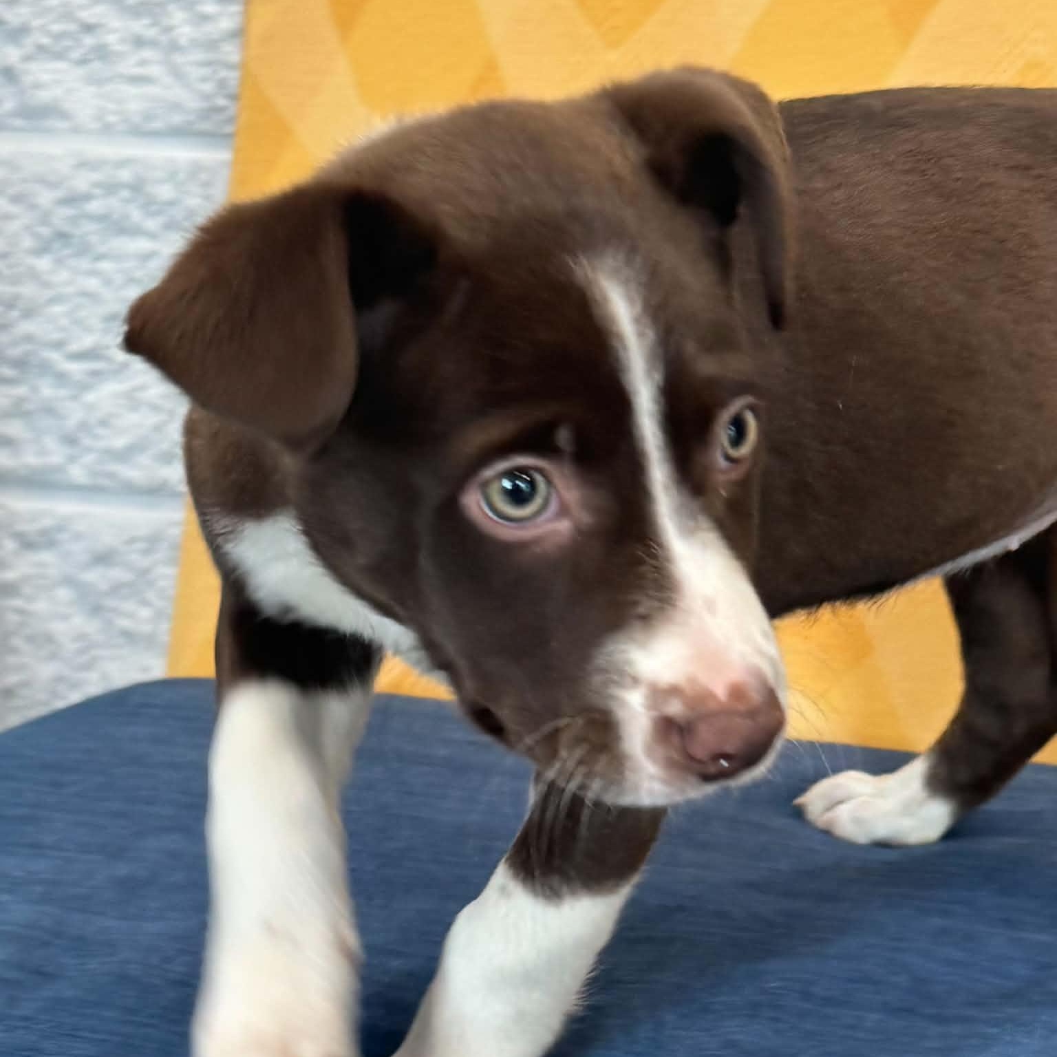 Serena, ADOPTABLE, Puppy Female Shepherd.
