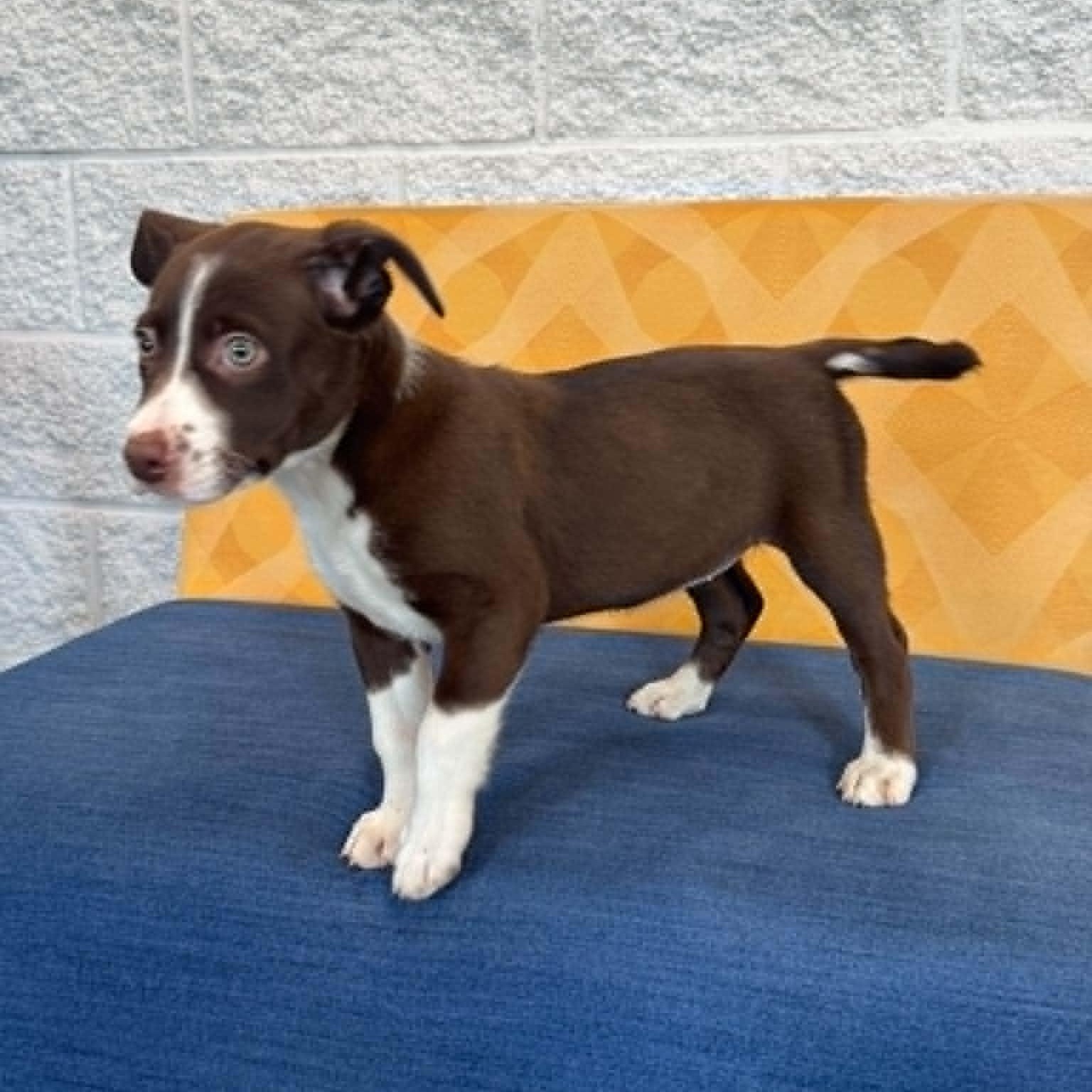 Enlarge Serena, a ADOPTABLE mixed breed in Danbury, CT image 5/5