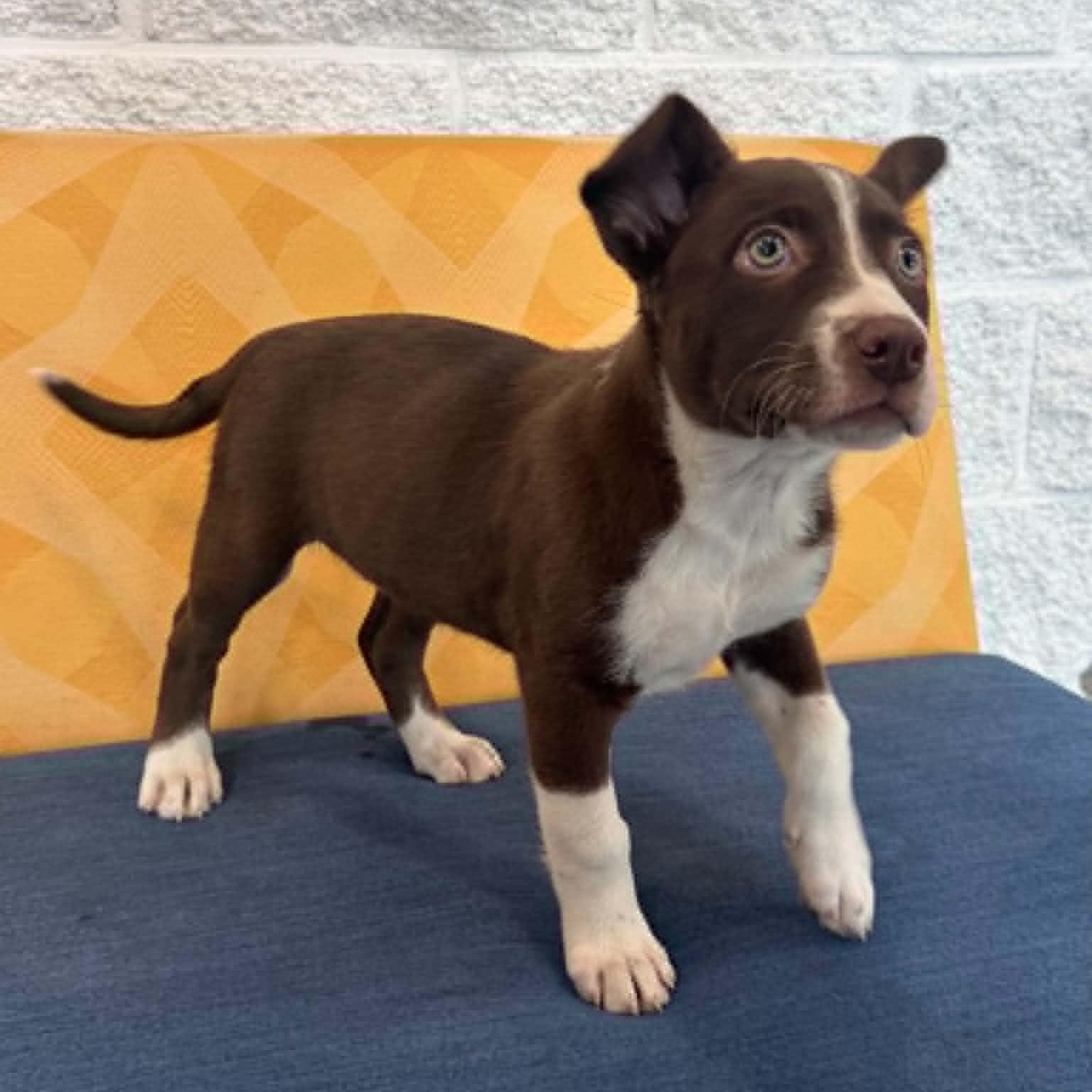 Enlarge Serena, a ADOPTABLE mixed breed in Danbury, CT image 4/5