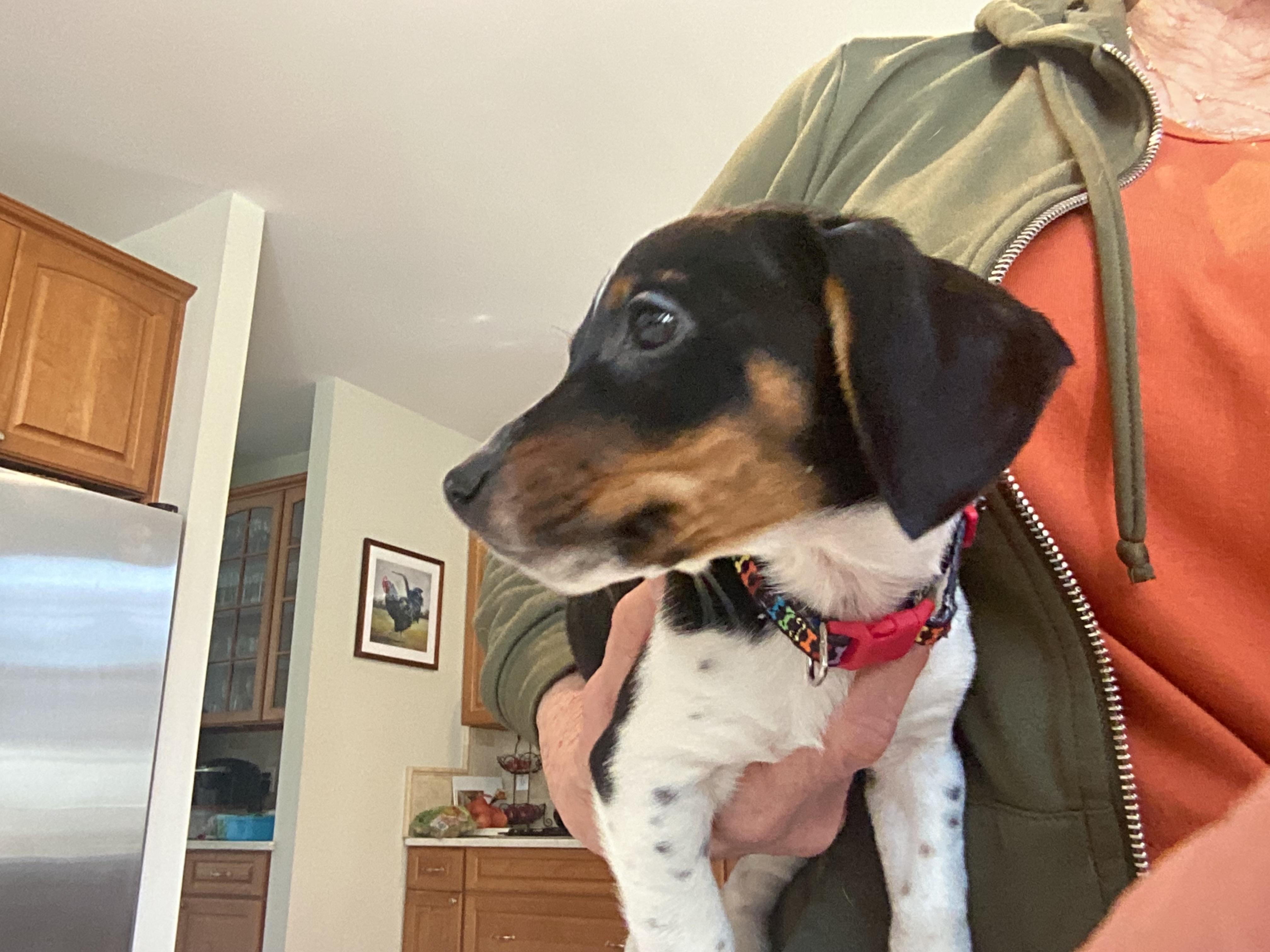 Enlarge Bryn, a ADOPTABLE mixed breed in Barnegat, NJ image 3/3