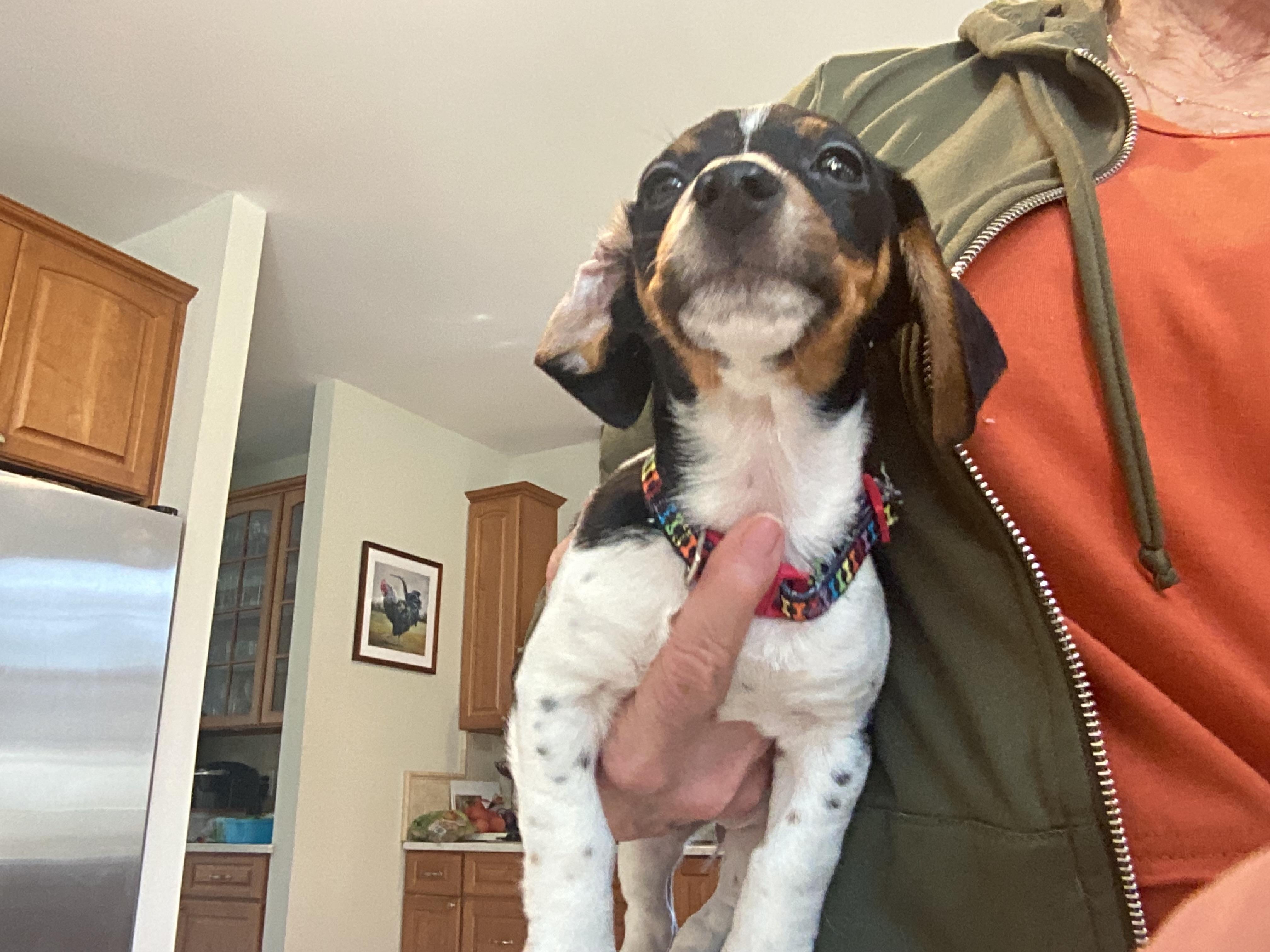 Enlarge Bryn, a ADOPTABLE mixed breed in Barnegat, NJ image 2/3