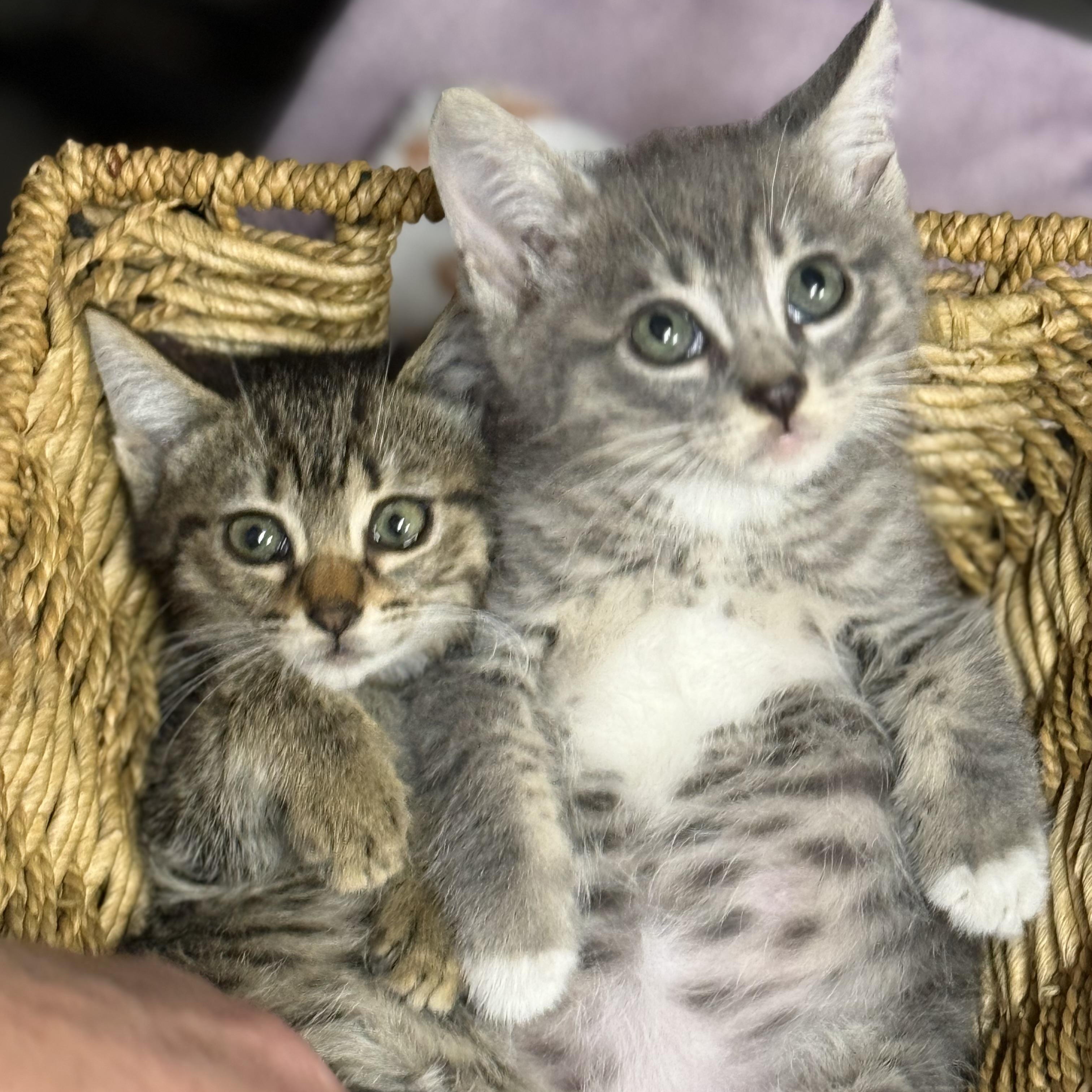 Phish and Tuna (m/f pair) — thumbnail 4