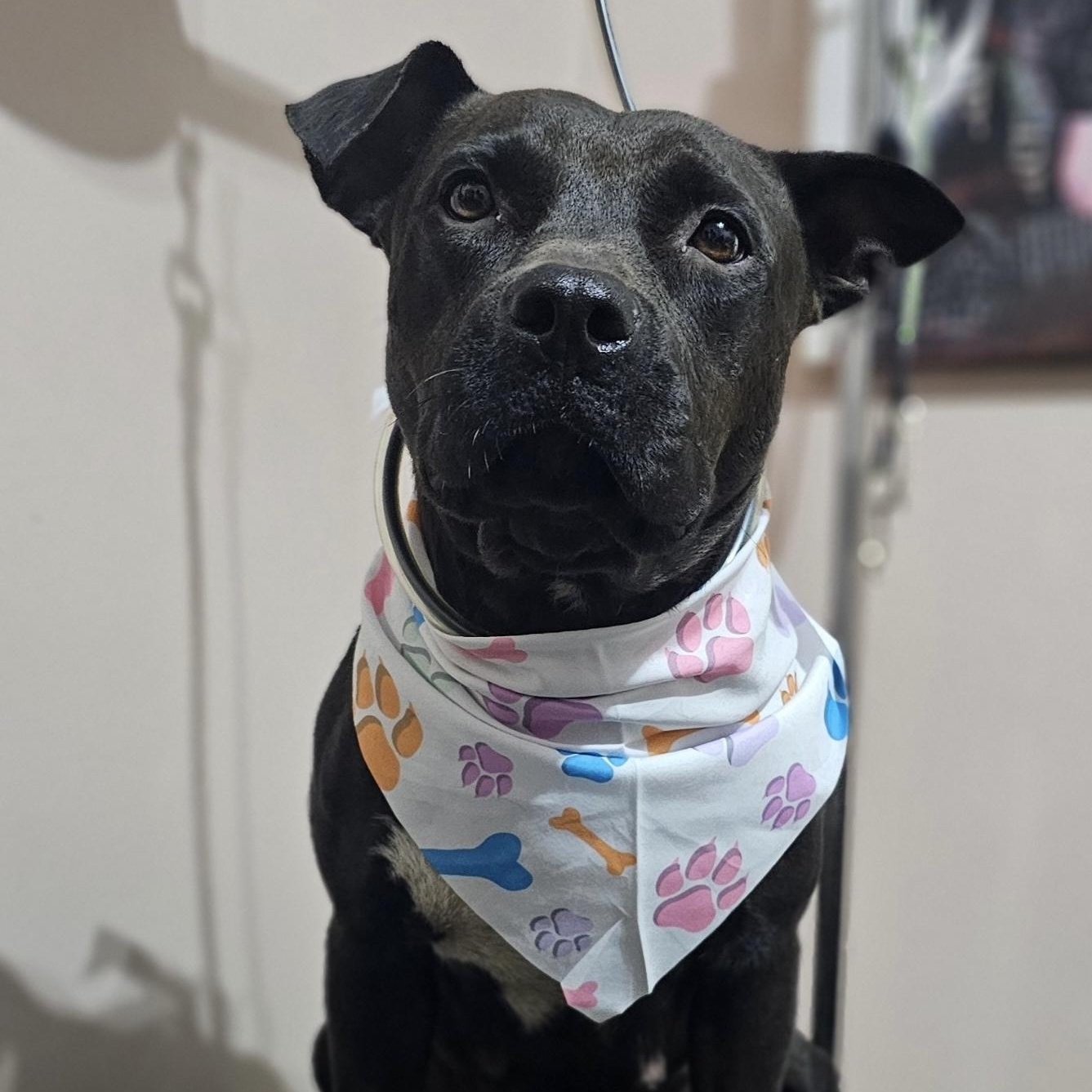 Enlarge Keys, an adoptable mixed breed in Coldwater, MI image 2/3