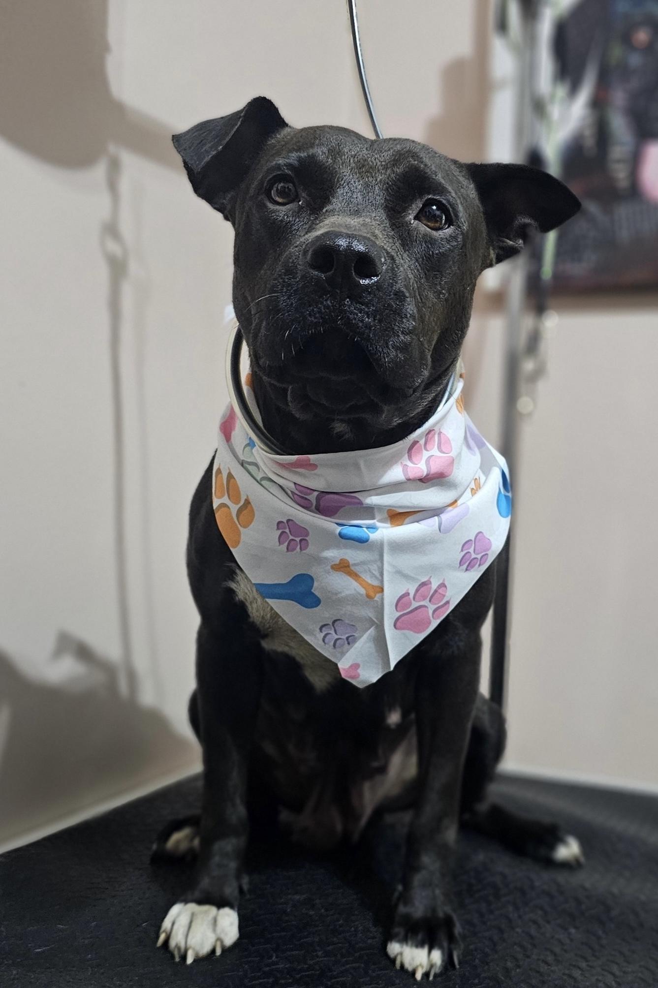 Keys, a Adoptable mixed breed in Coldwater, MI image 2/3