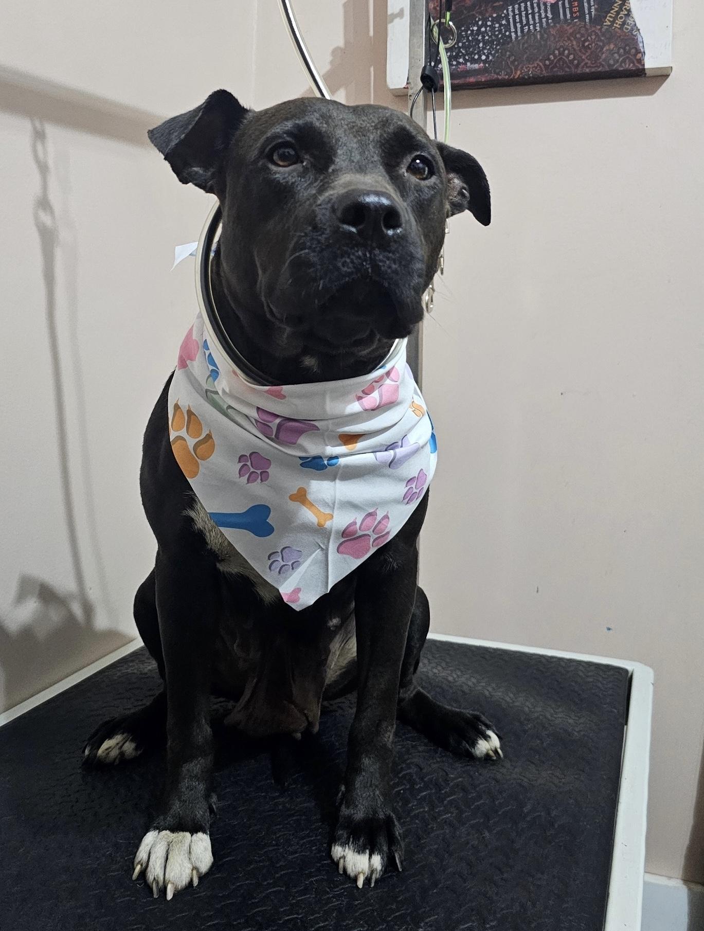 Keys, a Adoptable mixed breed in Coldwater, MI image 3/3