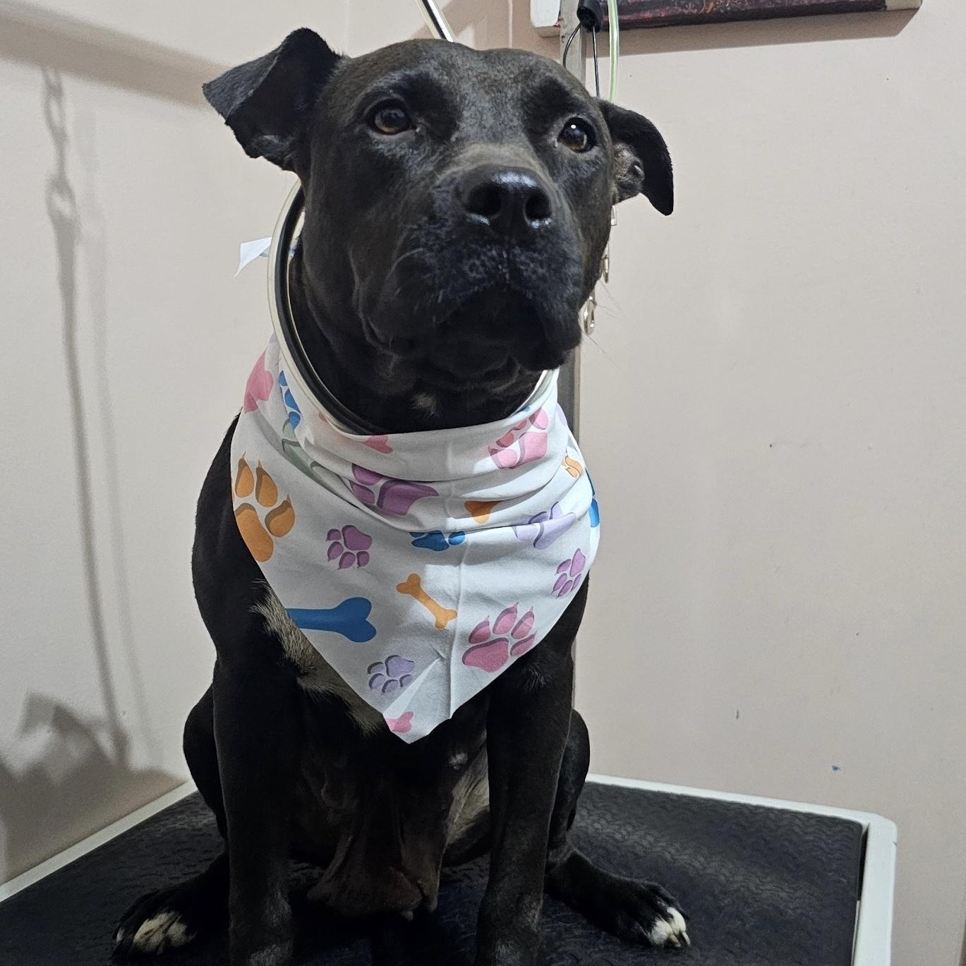 Enlarge Keys, an adoptable mixed breed in Coldwater, MI image 3/3