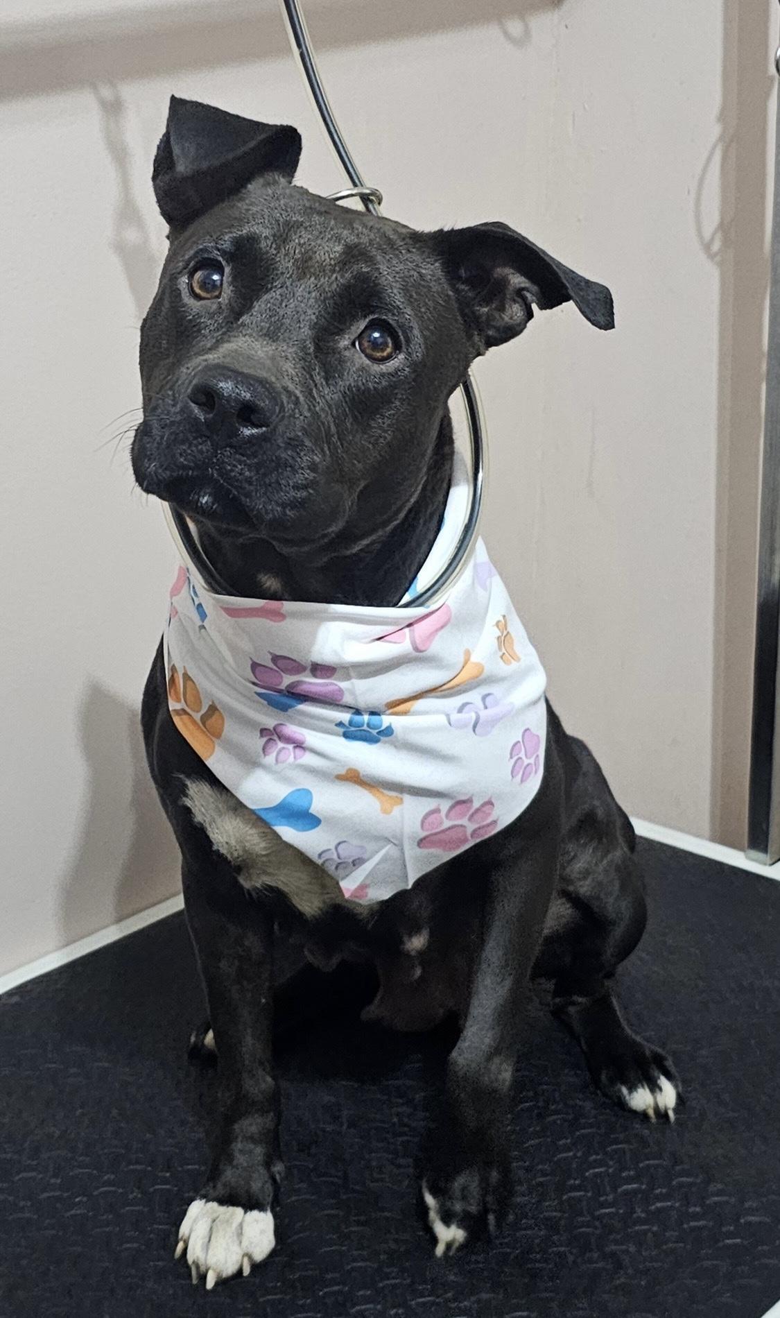 Keys, Adoptable, Adult Female American Staffordshire Terrier.