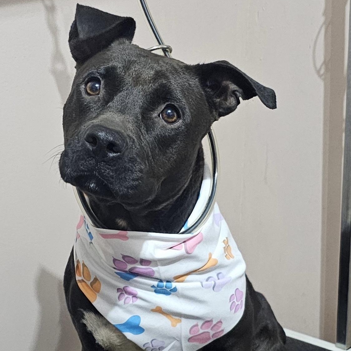 Enlarge Keys, an adoptable mixed breed in Coldwater, MI image 1/3