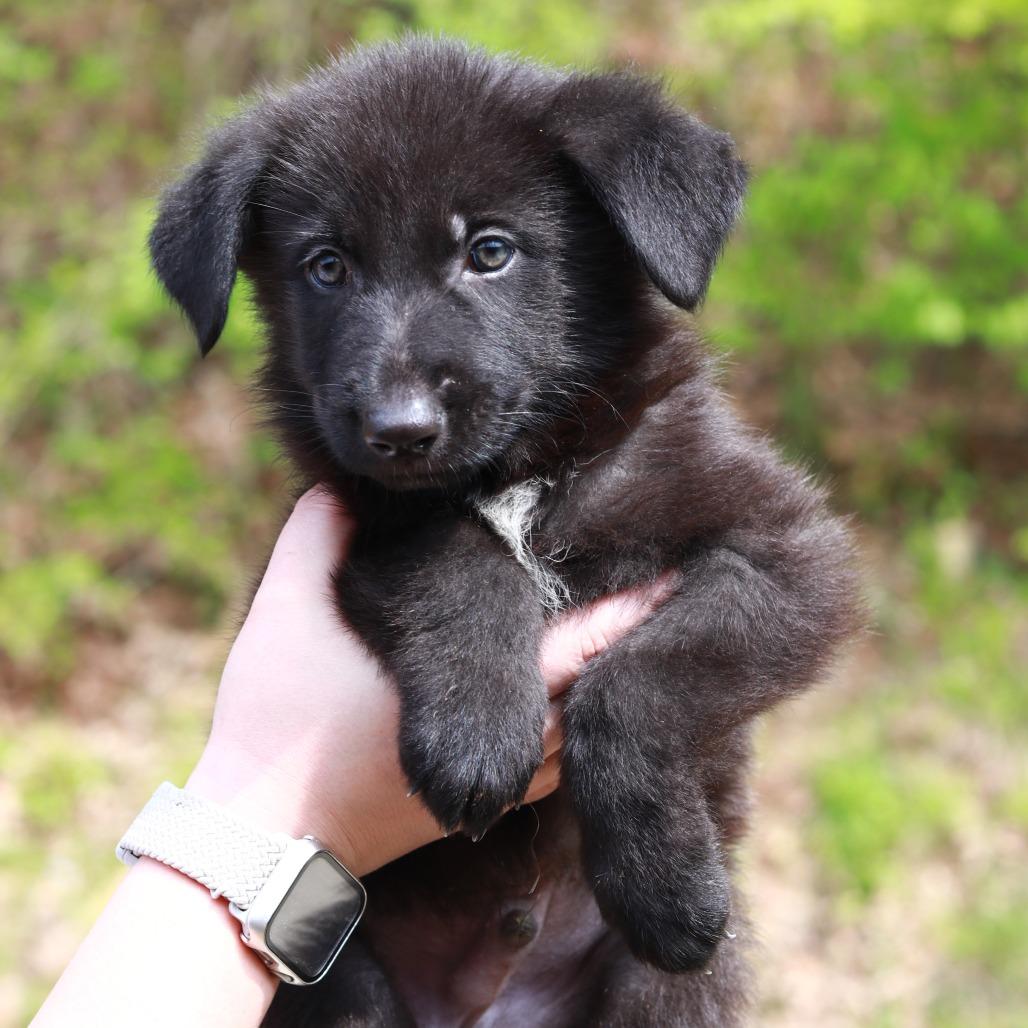 CT Arches avail May 16 (Tractor Supply- Putnam, CT), Adoptable, Puppy Male Shepherd & Mixed Breed.