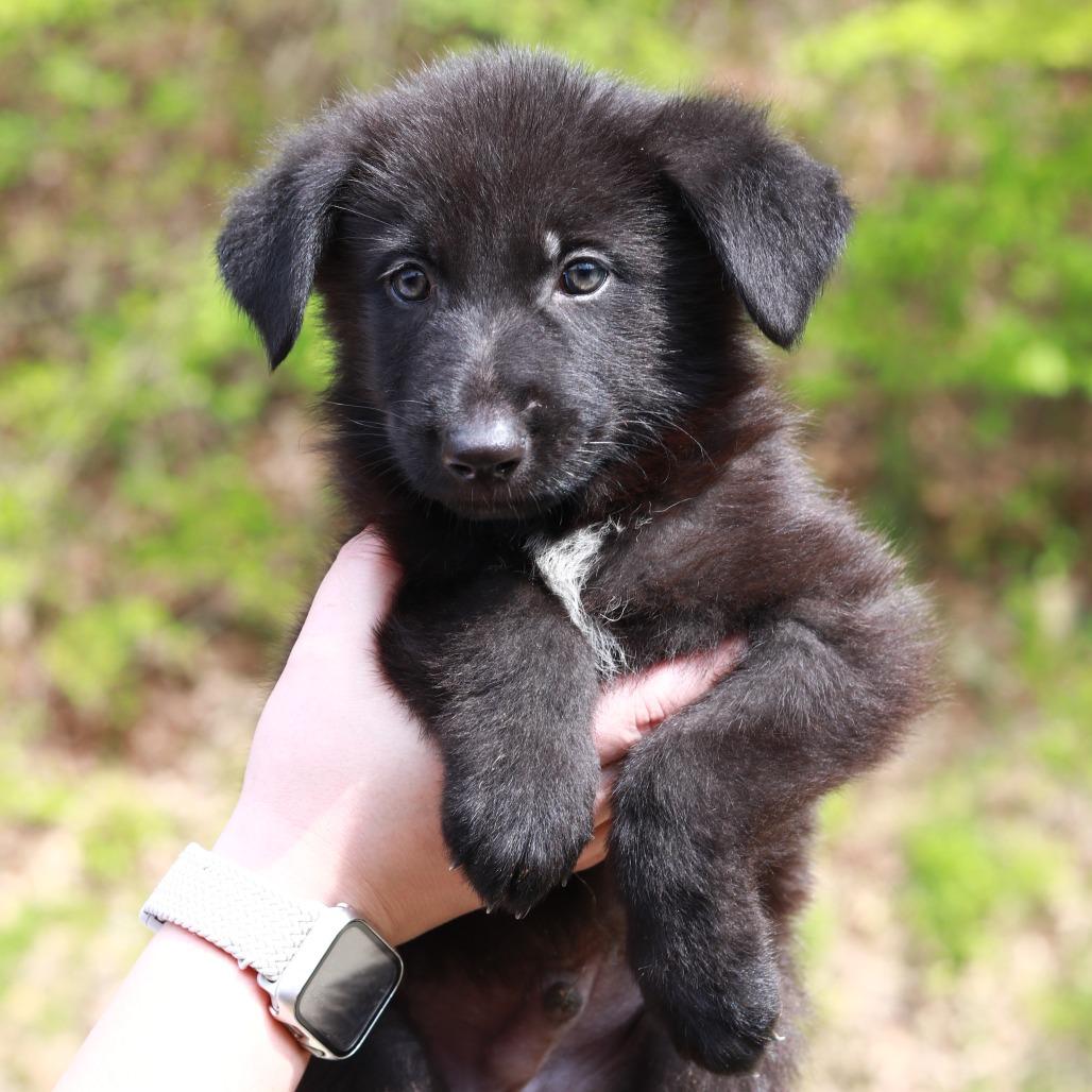 Enlarge CT Arches avail May 16 (Tractor Supply- Putnam, CT), a Adoptable mixed breed in Stormville, NY image 2/4