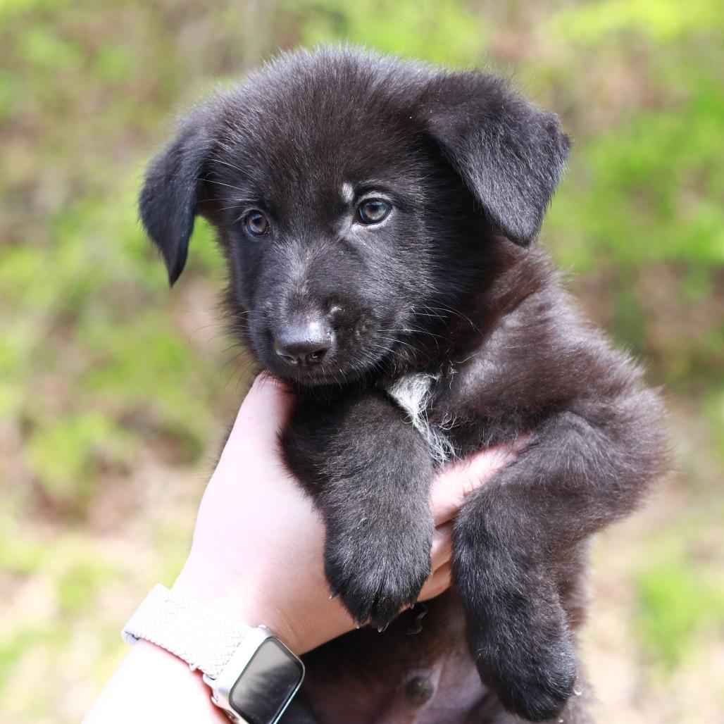 Enlarge CT Arches avail May 16 (Tractor Supply- Putnam, CT), a Adoptable mixed breed in Stormville, NY image 3/4