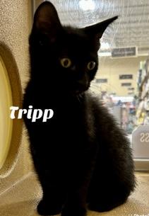 Tripp