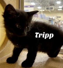 Tripp