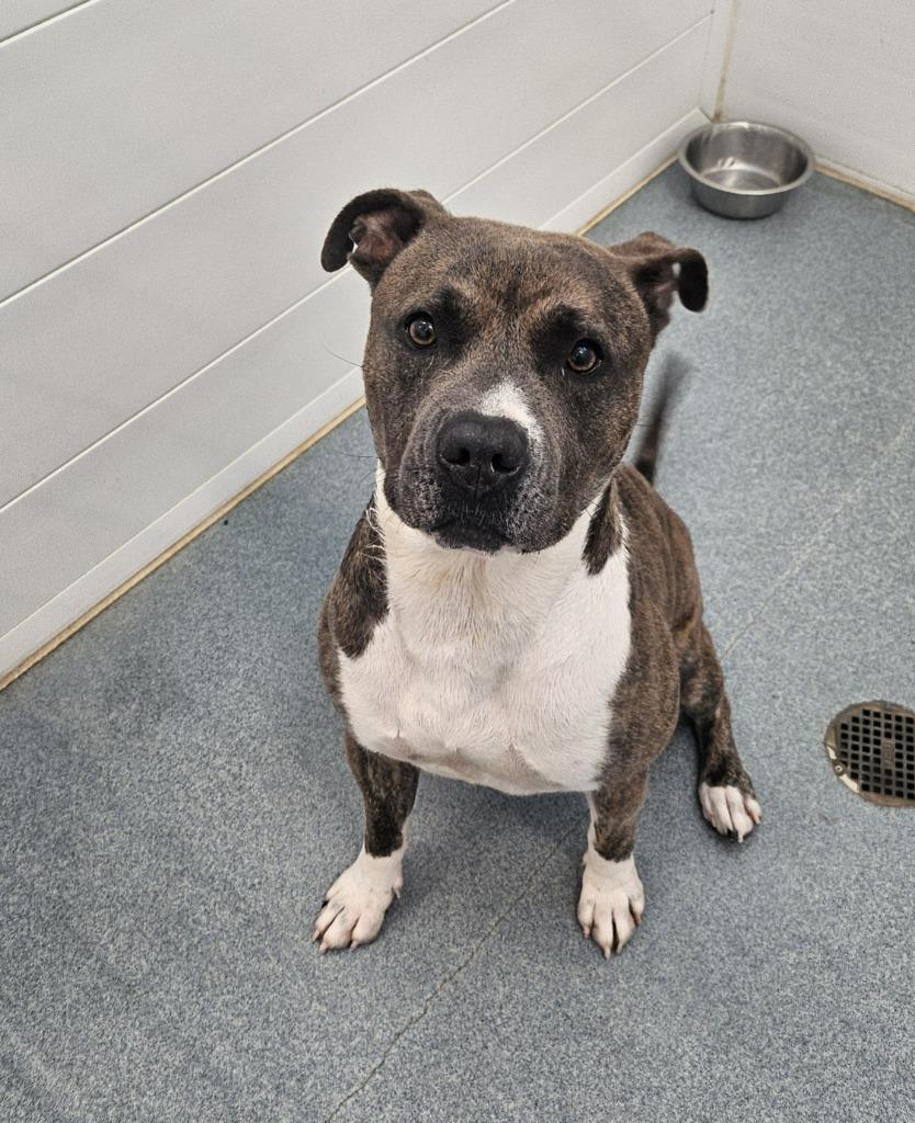 Enlarge Rico, a Adoptable Pit Bull Terrier in Portland, IN image 1/3