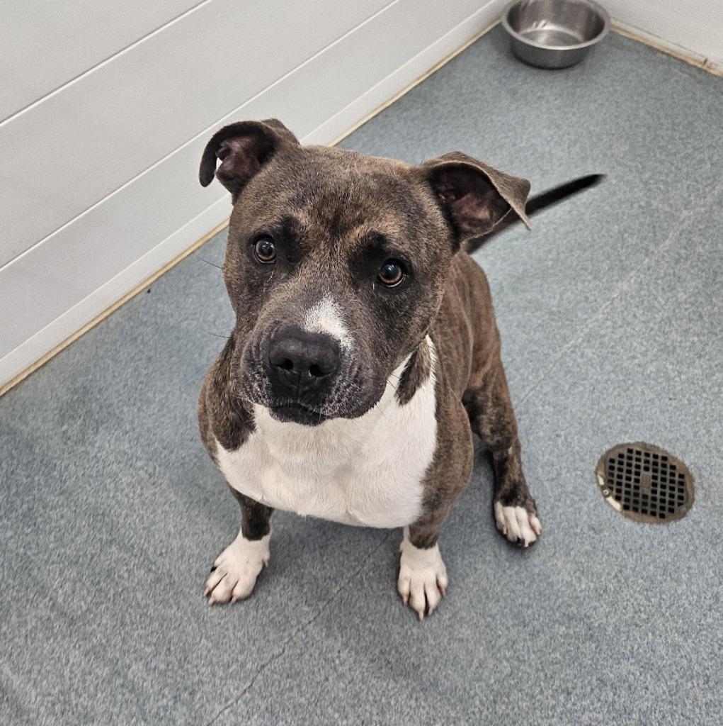 Enlarge Rico, a Adoptable Pit Bull Terrier in Portland, IN image 2/3