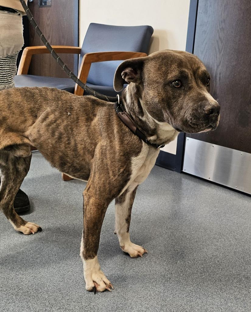 Enlarge Rico, a Adoptable Pit Bull Terrier in Portland, IN image 3/3