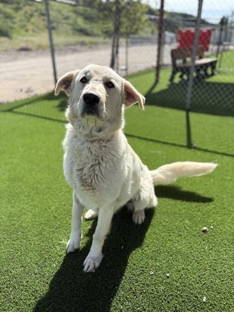 Enlarge BLISS, a Adoptable mixed breed in Castaic, CA image 1/1