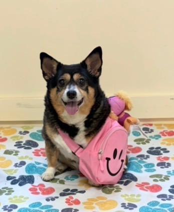 Enlarge Bella, a Adoptable Chihuahua in Mount Sterling, KY image 4/5