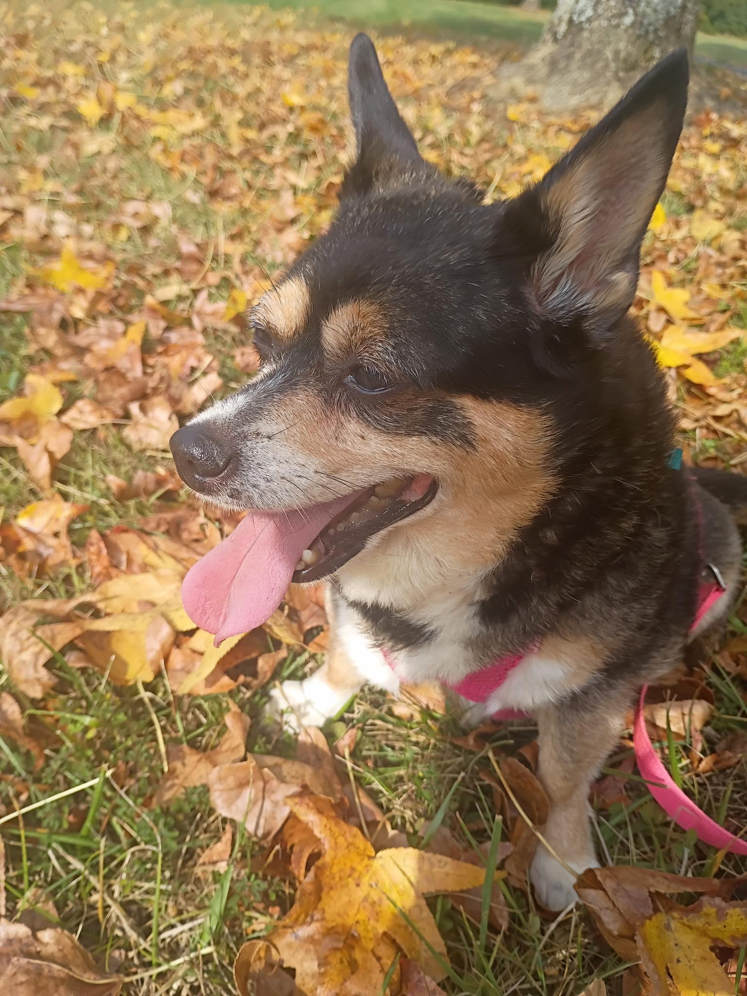 Enlarge Bella, a Adoptable Chihuahua in Mount Sterling, KY image 5/5