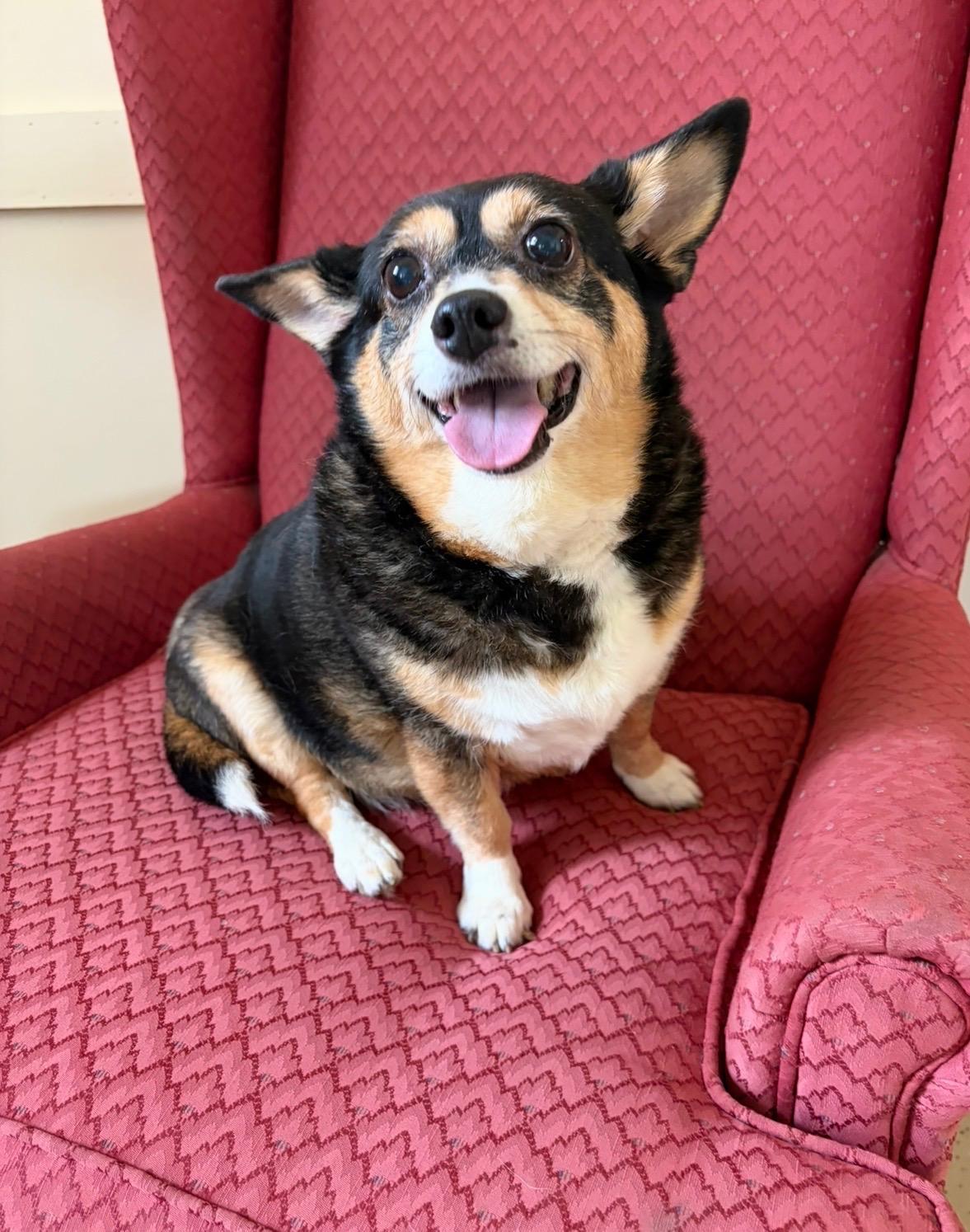 Bella, Adoptable, Senior Female Chihuahua.