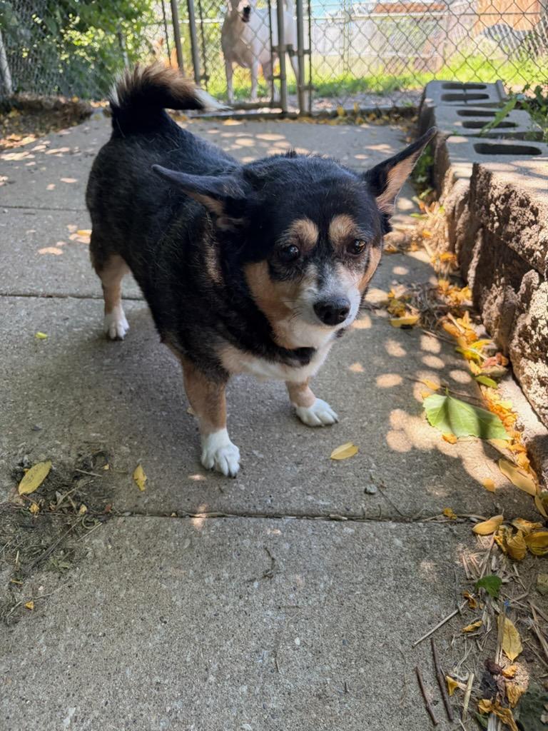 Enlarge Bella, a Adoptable Chihuahua in Mount Sterling, KY image 3/5