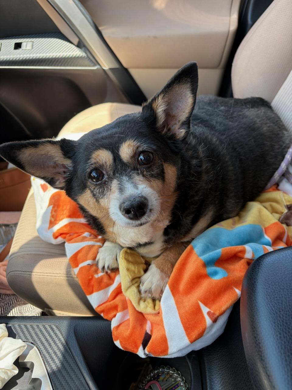 Enlarge Bella, a Adoptable Chihuahua in Mount Sterling, KY image 2/5