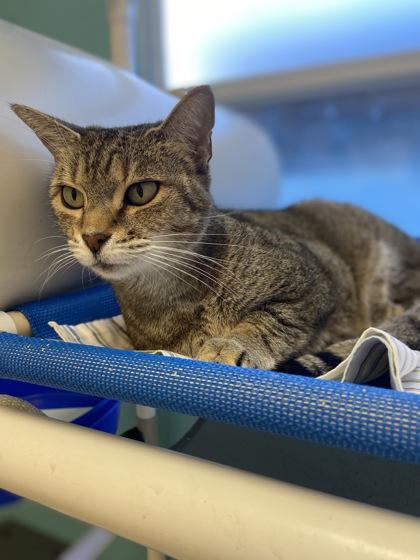 Daisy, Adoptable, Adult Female Domestic Short Hair & Domestic Short Hair.