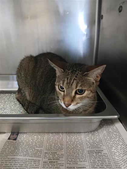 Daisy, Adoptable, Adult Female Domestic Short Hair & Domestic Short Hair.