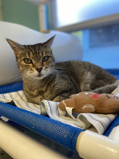 Enlarge Daisy, a Adoptable mixed breed in Largo, FL image 2/3