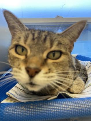 Enlarge Daisy, a Adoptable mixed breed in Largo, FL image 3/3