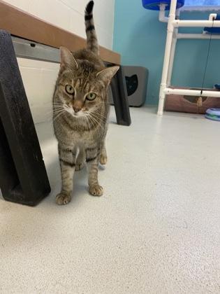 Enlarge Daisy, a Adoptable mixed breed in Largo, FL image 2/3