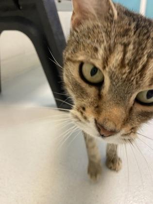 Enlarge Daisy, a Adoptable mixed breed in Largo, FL image 3/3