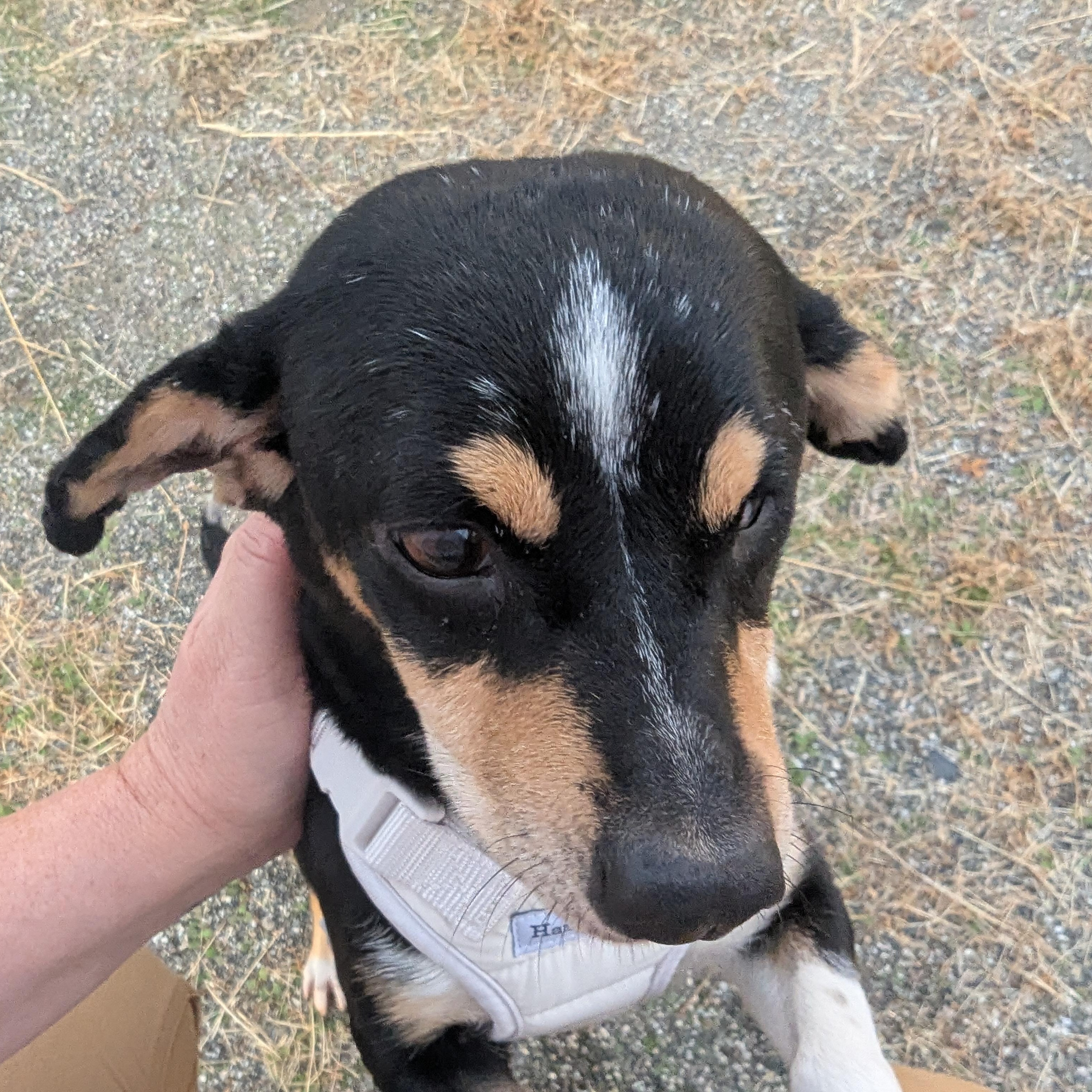 Enlarge Mildred (aka Millie), a ADOPTABLE mixed breed in Moosup, CT image 5/6