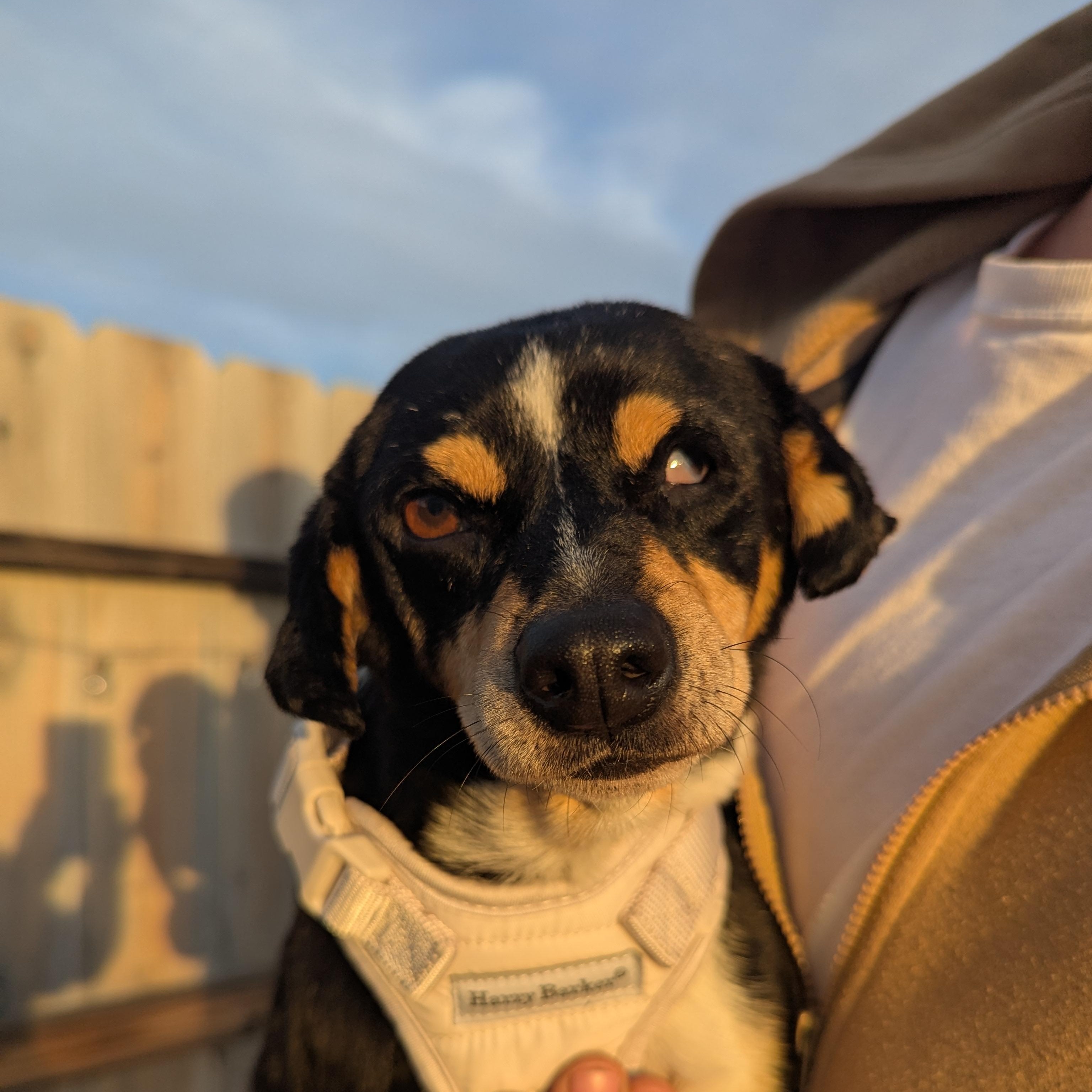 Enlarge Mildred (aka Millie), a ADOPTABLE mixed breed in Moosup, CT image 2/6